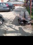 продам  Комплектующие Запчасти к автомобилям в пмр  фото 3