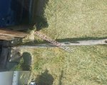 продам Mercedes-Benz Sprinter в пмр  фото 1